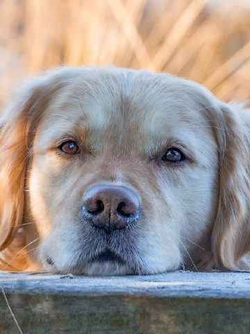 The original photo of the golden retriever