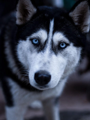 The original photo of the husky