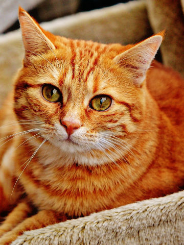 The original photo of the orange tabby