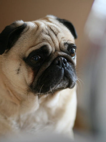The original photo of the pug